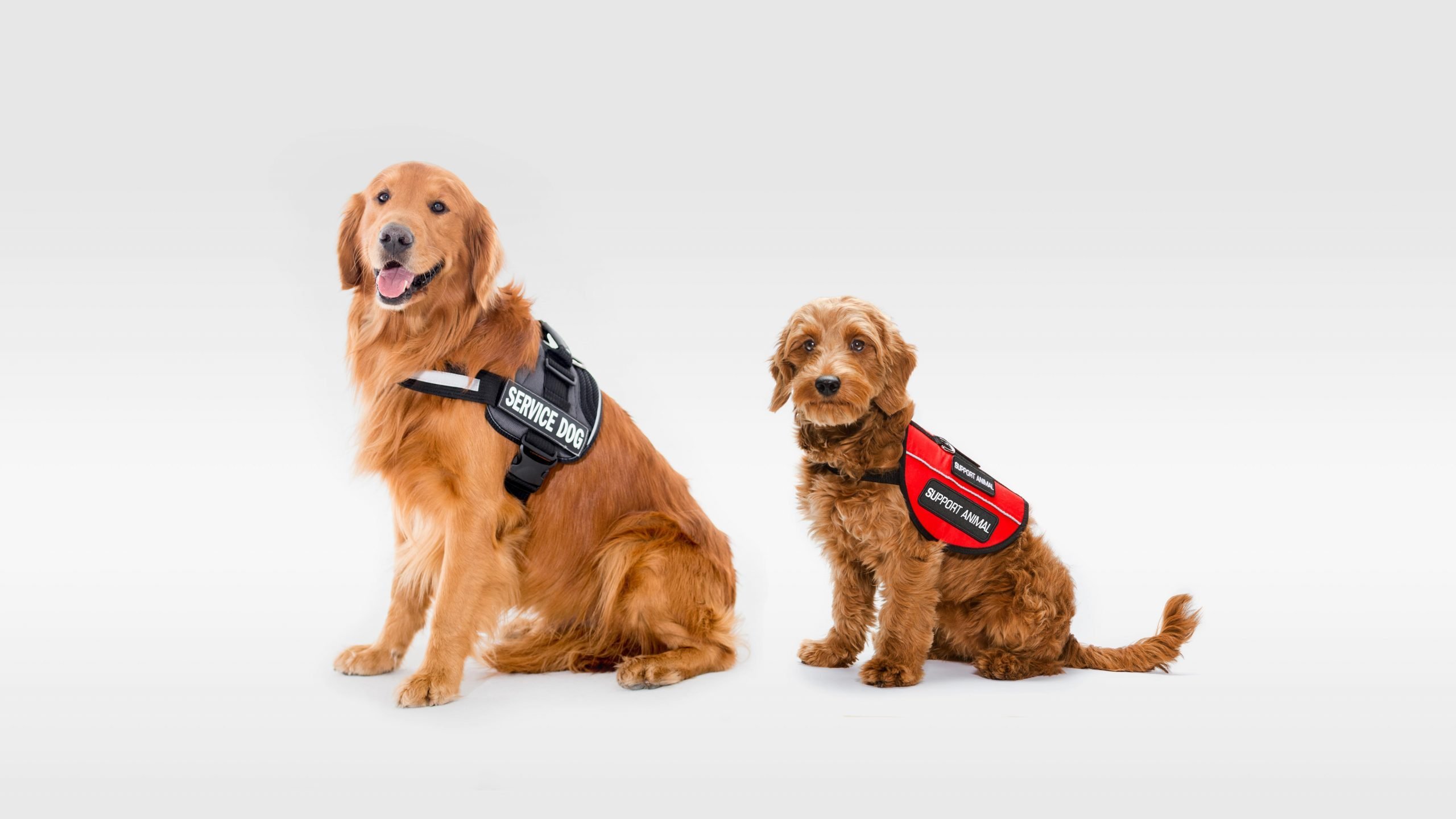 Service And Emotional Support Animals In Nevada Housing