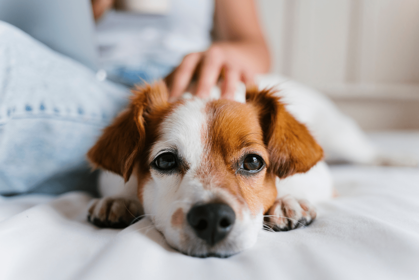 Joint Custody of a Pet Nevada– Is It Possible